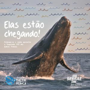 a book cover of a whale in the ocean at Solar Mirador Exclusive Resort e SPA in Praia do Rosa