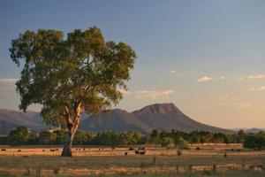 a tree in a field with a mountain in the background at Rubicon Hotel Motel in Eildon