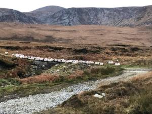 a train traveling through a field with a mountain at High Road Cottage in Achill +3 photos