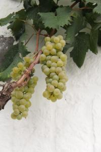 Un grappolo d'uva verde appeso ad un albero di il trullo di giada e mattia ad Alberobello