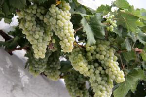 Galeriebild der Unterkunft il trullo di giada e mattia in Alberobello