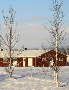 un granero rojo en la nieve con dos árboles en Kaldbakur Guesthouse, en Heimaland