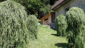 Ogród w obiekcie Ferienhaus Hirschnest