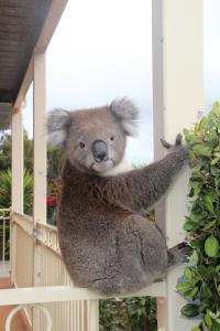 a large teddy bear sitting on top of a window sill at Angela's Beach Stays in Apollo Bay