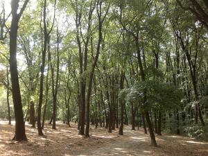 Φυσικό τοπίο κοντά σε αυτό το διαμέρισμα