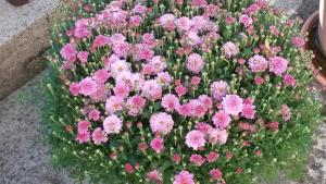 a bunch of pink flowers in a pot at Eulennest-lu in Ludwigshafen am Rhein