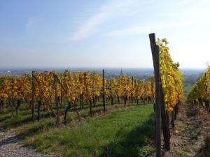 einen Weinberg im Herbst mit gelben Blättern in der Unterkunft Le Haut de l'Espérance in Uffholtz