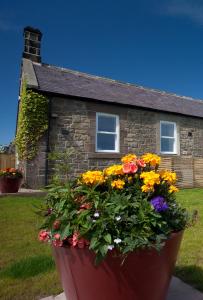 a pot of flowers in front of a house at Inglenook Cottage in Wandylaw
