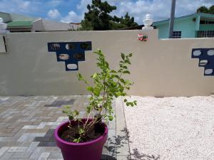 Foto sihtkohas Willemstad asuva majutusasutuse The Lush galeriist