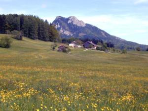 a field of flowers in front of a mountain at Leitingerhof in Thalgau