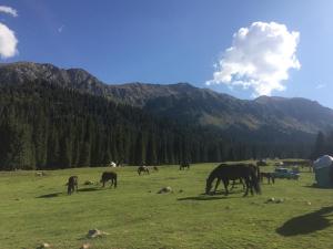 Životinje u hostelu ili u blizini