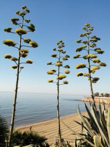 アヴォラにあるVilla Del Marの海を背景にした海岸の二本の木