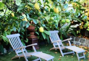 two white chairs sitting next to a lemon tree at Captains Retreat Apartments and Cottages in Williamstown