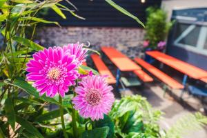 a group of pink flowers in front of some benches at The Waterman in Cambridge