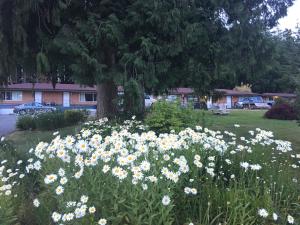 un campo de flores delante de un árbol en Seaside Villa Motel & RV Park, en Powell River