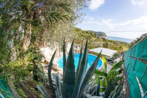 a large green plant next to a swimming pool at Apartments Mirian in Petrovac na Moru