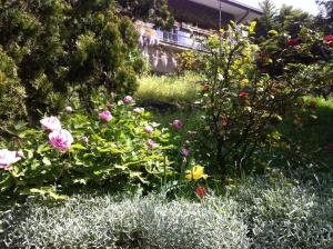 Zahrada ubytování B&B Le Ortensie -Lago di Como