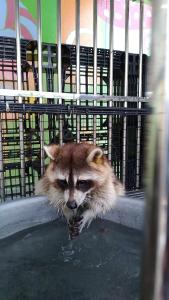 冬山乡宜兰爱丽思亲子主题民宿的相册照片