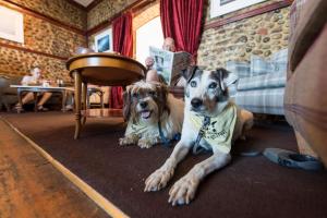 Pet ou pets ficando com hóspedes em The Red Lion Hotel