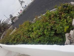 Vonkajšia záhrada v ubytovaní Casa Antonia Reyes, a la sombra de Famara