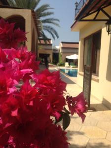 a bunch of red flowers in front of a house at Five Fingers Holiday Bungalows in Kyrenia