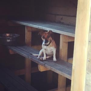 a brown and white dog sitting on a wooden bench at Kõveri Holiday Center in Kõveri