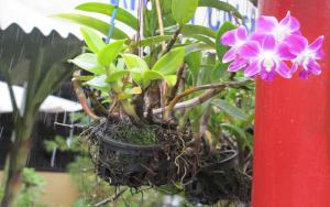 a purple flower in a pot hanging from a pole at Blossoming Romduol Boutique in Siem Reap