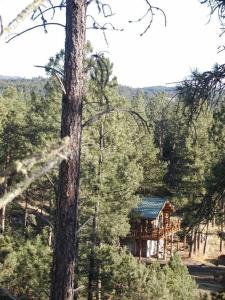 une cabane en rondins au milieu d'une forêt dans l'établissement Pancho's Hideout, à Custer