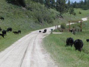 eine Kuhherde, die eine Feldstraße überquert in der Unterkunft Pancho's Hideout in Custer