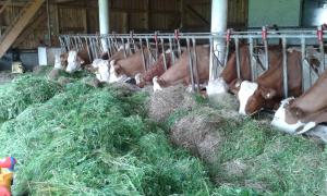 Altri animali domestici presso l'appartamento o nei dintorni