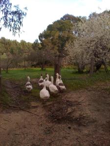 Gallery image of Bellbrae Harvest in Torquay