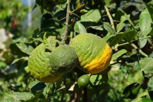 two green limes hanging from a tree at Astir Of Naxos in Naxos Chora