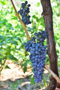 a bunch of grapes hanging from a tree at Astir Of Naxos in Naxos Chora