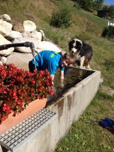 Animal ou animaux domestique(s) séjournant avec des clients dans l'établissement Gîte et chambres d'hôtes "La Tourtette" 12 pers
