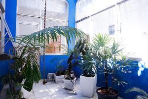 a room with potted plants and a blue wall at Bellonorte Hotel in Altamira