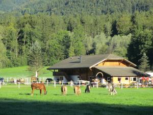 a group of horses grazing in a field in front of a barn at Eichhof Brienzwiler Berner Oberland in Brienzwiler