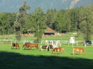 eine Gruppe von Pferden, die auf einem Feld weiden in der Unterkunft Eichhof Brienzwiler Berner Oberland in Brienzwiler