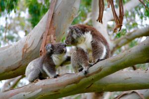 Dos monos ardilla sentados en la rama de un árbol en Bimbi Park - Camping Under Koalas, en Cabo Otway