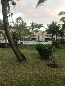 a palm tree next to a swimming pool at Résidence le Dattier in Flic-en-Flac