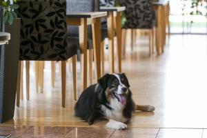 Domácí mazlíčci ubytovaní s hosty v ubytování Club Hotel am Kreischberg