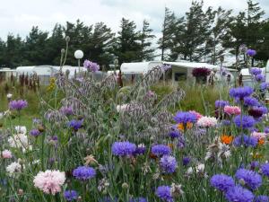 Gallery image of Lønstrup Camping Cottages & Rooms in Lønstrup