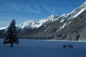 uma árvore e dois bancos em frente a uma montanha coberta de neve em Residence Vis à Vis em Rasùn di Sotto