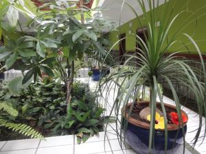 a bunch of plants in a room with plants at Balneario Pozo de la Salud in Sabinosa