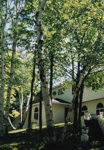 een huis met een groep bomen ervoor bij White Birch Inn in Sturgeon Bay