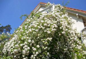 Kolonie EcktanneにあるFerienwohnungen Waren SEE 9190の白い花の大茂
