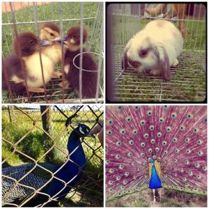 a group of four pictures of animals in a cage at Pueblo Chico Agroturismo Hotel in La Floresta