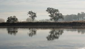 a group of ducks swimming in a body of water at The Block Vista B&B in Nanango