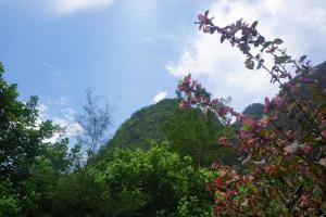 a bunch of trees with a mountain in the background at Khao Sok Green Mountain View in Khao Sok National Park