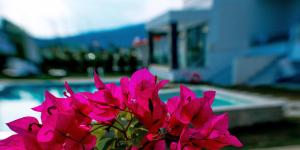 a bunch of pink flowers in front of a house at Aelia Living in Stavros
