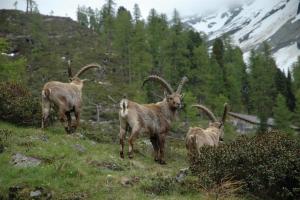 Altri animali domestici presso l'affittacamere o nei dintorni